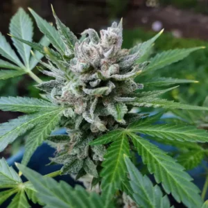 Bruce Banner