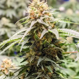 Gelato