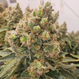 Amnesia Lemon