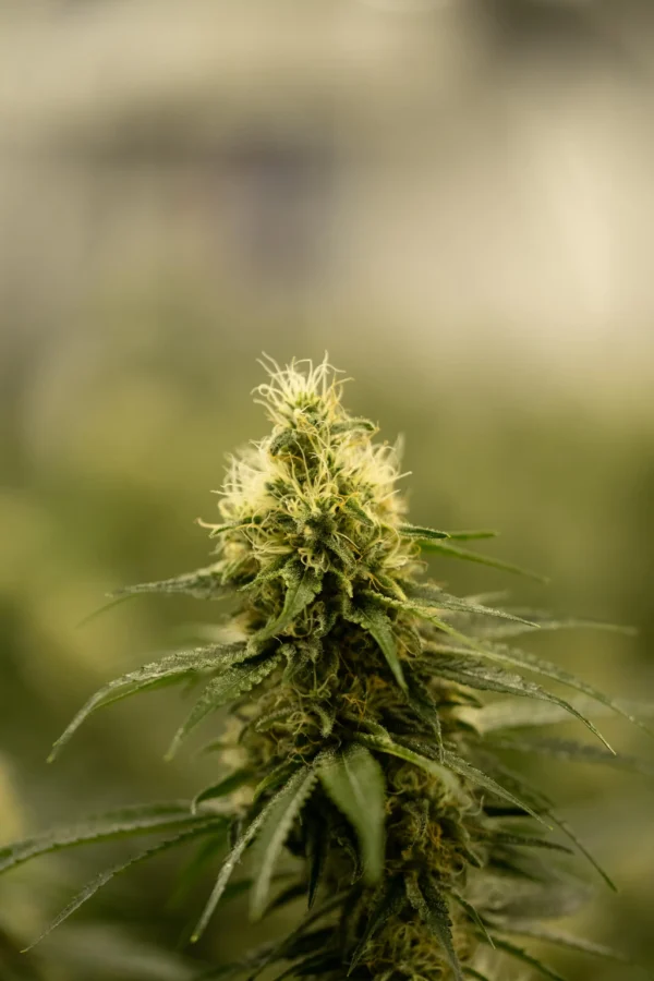 Critical